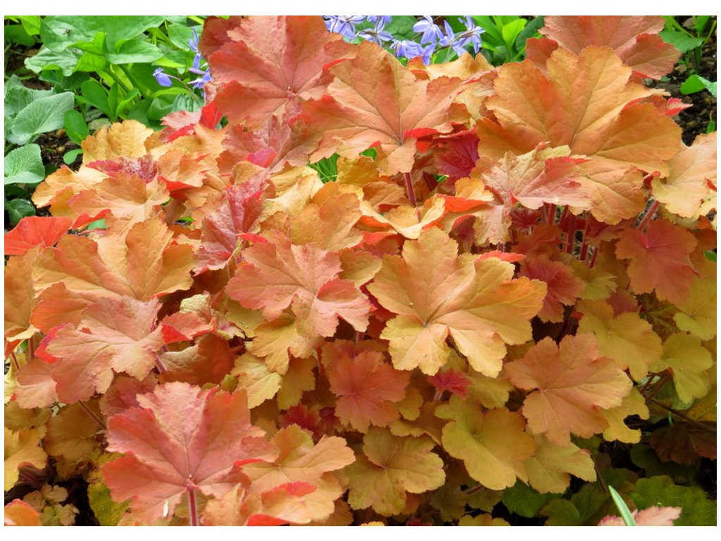 Heuchera ´CARAMEL´